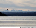 Ammersee Wasserqualität